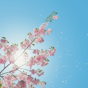 我被藏獒弄了高潮三次
